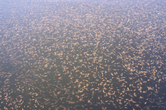 Alevines de tilapia roja en tanques