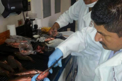 Analisis de muestras de huachinango por estudiantes de maestria de Recursos Naturales y Medio Ambiente