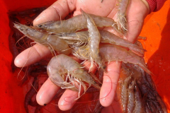Camarones cultivados en agua dulce