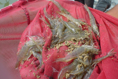 Camarones cultivados en invernadero