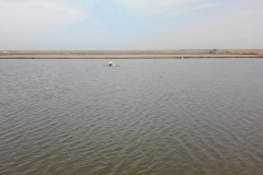 Granja de camaron en Guasave Sin