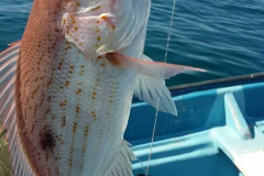 Muestra de Pargo Flamenco en Acapulco, Gro.