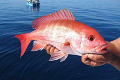 Muestra de huachinango en El Faro Oaxaca