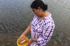 Mustra de Pargo Flamenco cultivado en jaula.