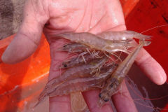 Camarones cultivados en agua dulce