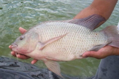 Reproductor de Tilapia nilotica