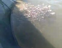 Robalos cultivados en jaulas oceánicas.