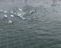 Robalos cultivados en jaulas oceánicas.