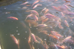 Tilapia roja cultivados en CIDIIR