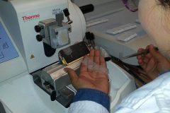 Cortes histológicos